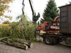 bomen rooien